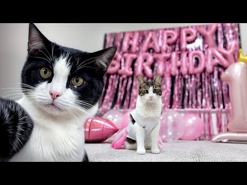 Видео: Год кошачьего творчества: первый день рождения Милы!