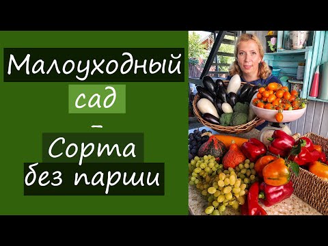 Видео: Малоуходный сад. Сорта без парши