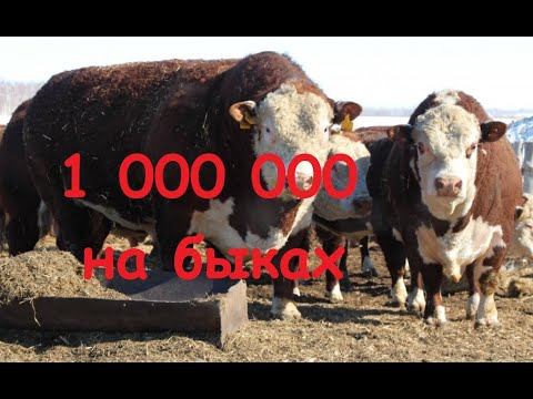 Видео: Как на быках заработать МИЛЛИОН