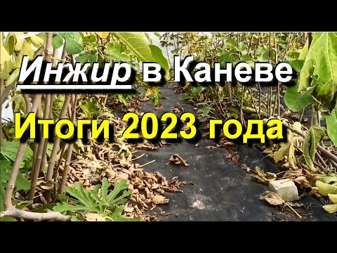 Видео: Инжир в Каневе. Подвожу итоги 2023 года. 2023 10 24