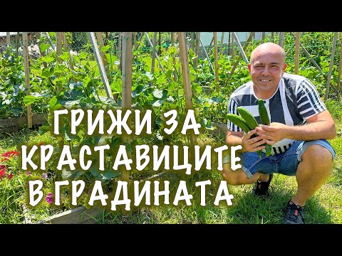 Видео: КРАСТАВИЦИТЕ ПРЕЗ ЛЯТОТО - Как с Албена се грижим за тях в градината ни с повдигнати лехи.