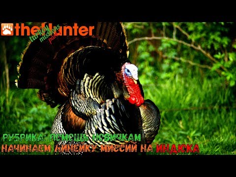 Видео: theHunter Classic/Рубрика: помощь новичкам/Начинаем линейку миссий на индюка/turkey missions part 1