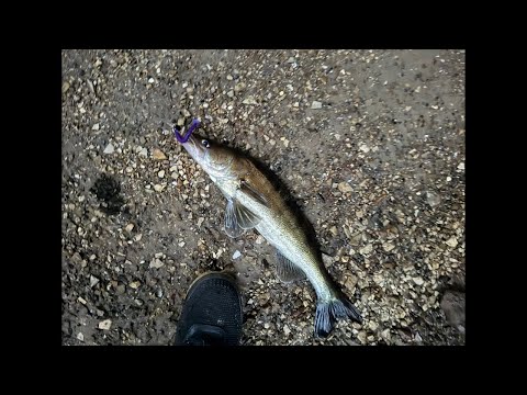 Видео: Рыбалка 🎣