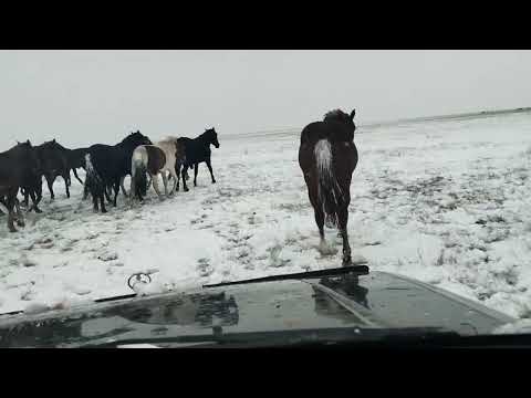 Видео: Первый снег.