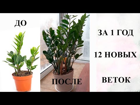 Видео: Разбудите замиокулькас и он бешено пойдет в рост, стимулируем активный рост листвы и клубней