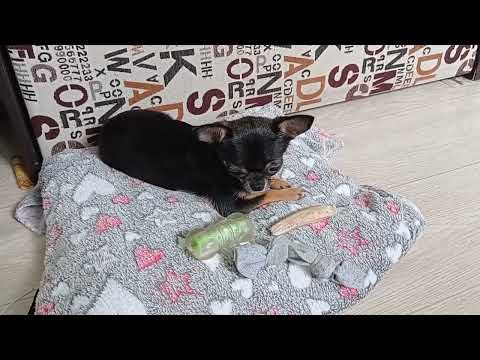 Видео: Проблемная собака. Чихуахуа в новом доме. Купила взрослую собаку