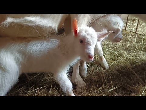 Видео: Окот зааненской козы // Новый вольер мускусным уткам!