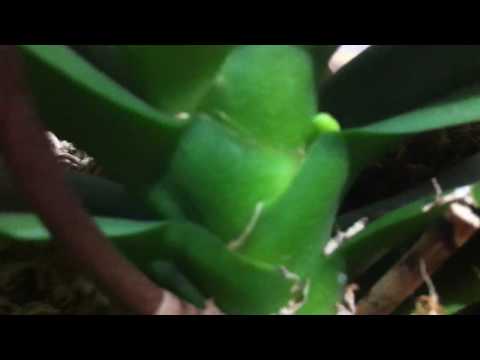 Видео: ДЕНДРОФАЛЕНОПСИСЫ ** Уход ** Рекомендации от ЗАПАДНЫХ ЭКСПЕРТОВ