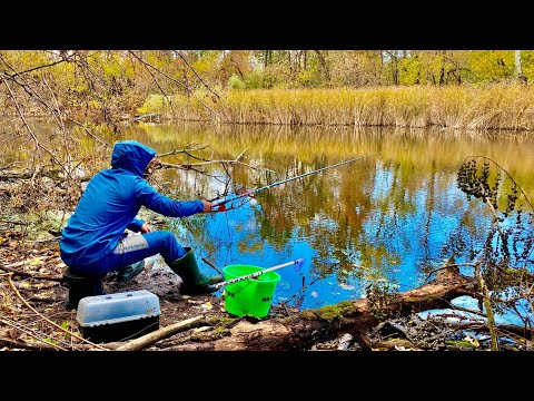 Видео: Як же він кладе ПОПЛАВОК!!! Ловля КАРАСЯ в ЖОВТНІ!