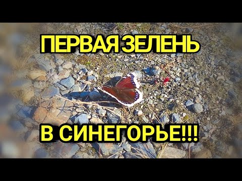 Видео: Первая, зелень в Синегорье!