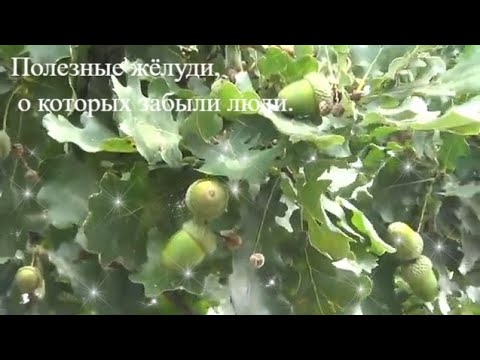 Видео: Полезные желуди о которых забыли современные люди.