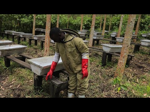 Видео: Узнайте, как разводить пчёл, посмотрев это видео — интересное руководство по вашей карьере пчеловода