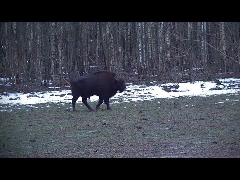 Видео: Охота на зубра в Беларуси