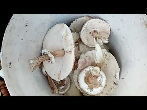 Видео: 160.Приглашаю вас в лес, за грибами! И на поиск клада, на мусорку😂