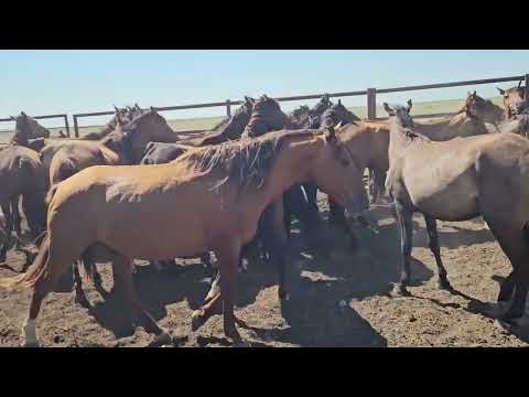Видео: Қулықтың құлындары, бойдақ түйелер
