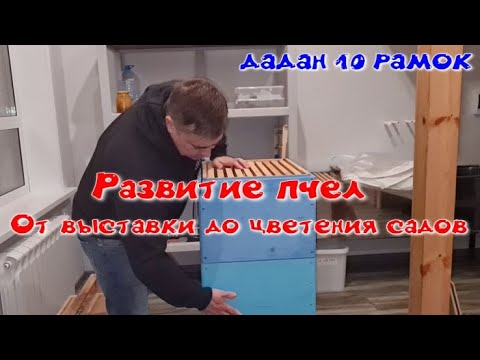 Видео: Технология содержания пчел в 10 рамочных ульях. От выставки пчел до цветения садов.