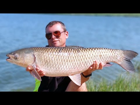 Видео: Амур ломает подхват и даёт драпа. Ферментированная кукуруза в деле