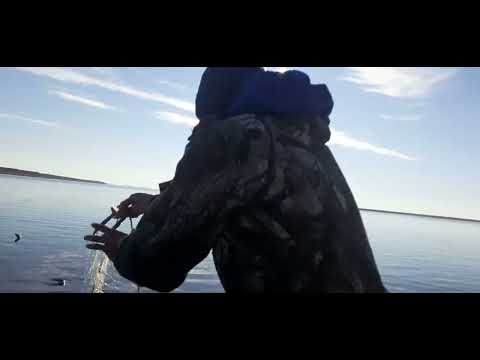 Видео: Проверка сетей на Енисее. Архивное видео 25.09.2018. Хороший улов.