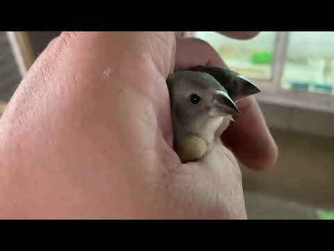 Видео: Амадины Гульда,цыплята Кеклика.