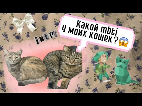 Видео: ОБЗОР НА МОИХ КОШЕК! КАКОЙ У НИХ МБТИ??🤯😍