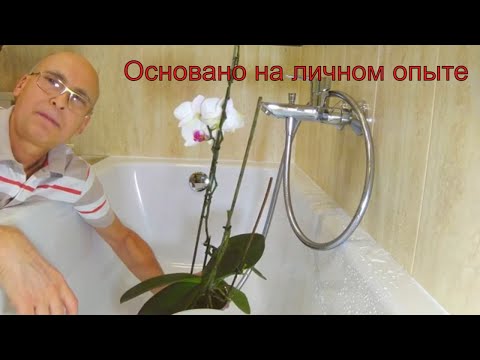 Видео: Полив орхидеи и подкормка орхидеи в межсезонье