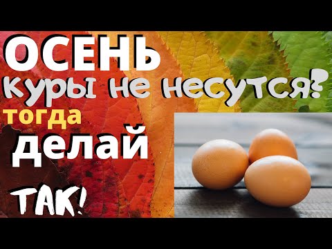 Видео: Куры плохо несутся - Смотри как помочь! Что делать если куры перестали нестись?