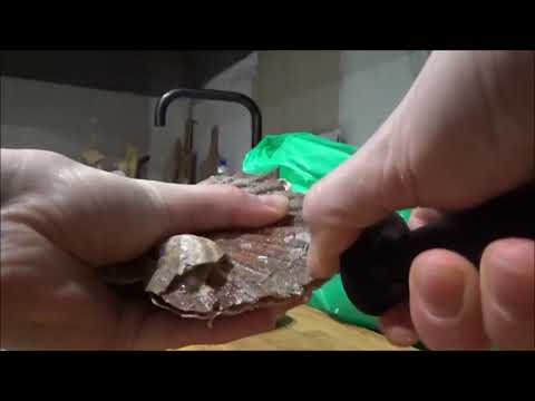 Видео: Свекровь приехала в гости/Мешок работы/Как почистить и приготовить ГРЕБЕШКИ!?