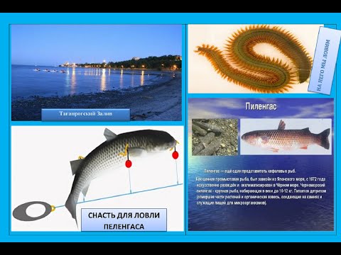 Видео: Пеленгас  Рыбалка на Таганрогском заливе