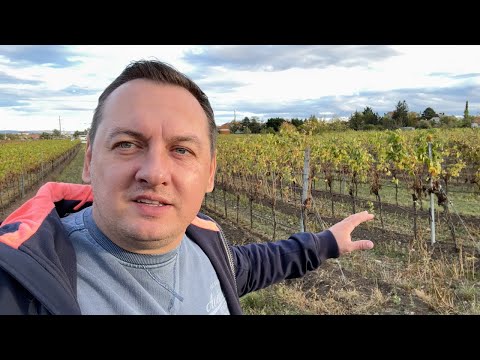 Видео: ЛУЧШИЕ МЕСТА ДЛЯ ПРОГУЛКИ ВОЗЛЕ ВЕНЫ - ВИНОГРАДНИКИ В АВСТРИИ