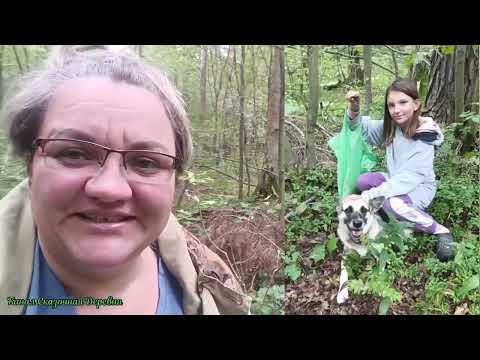 Видео: Надоела стройка, пойдем за грибами.