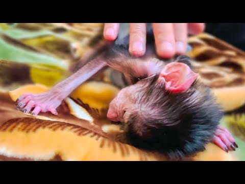 Видео: Люськина истерика и релакс для гамадриленка!