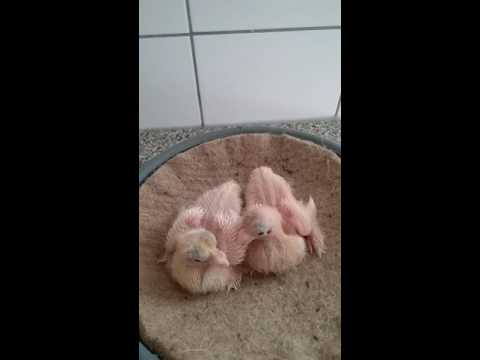 Видео: Узбекские голуби  oприделение чубов.