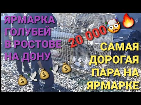 Видео: 20 000 рублей 🤯🔥. Самая дорогая пара голубей на ярмарке в Ростове на Дону. Птичий рынок Аксай.