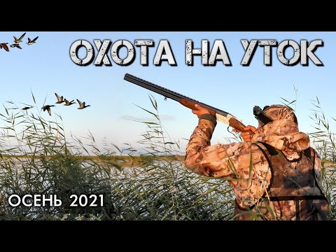 Видео: Шикарная охота на утку | Красивые налёты и выстрелы 2021