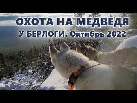 Видео: ЗАЛЕЗ В БЕРЛОГУ во время охоты на МЕДВЕДЯ | Охота с лайками на медведя в октябре 2022 года