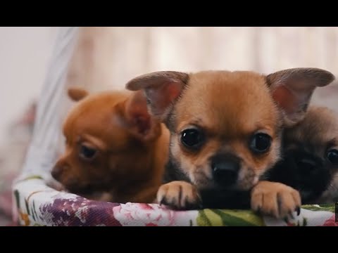 Видео: Чихуахуа ➠ Узнайте все о породе собаки
