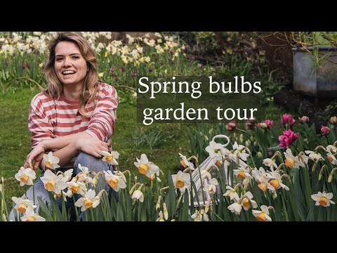 Видео: Весенние луковичные растения в моём саду — тысячи нарциссов, тюльпанов, рябчиков и других цветов