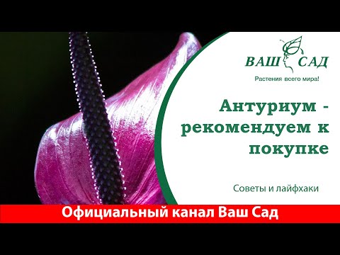 Видео: Антуриум - очень красивый цветок для любой квартиры. Ваш сад