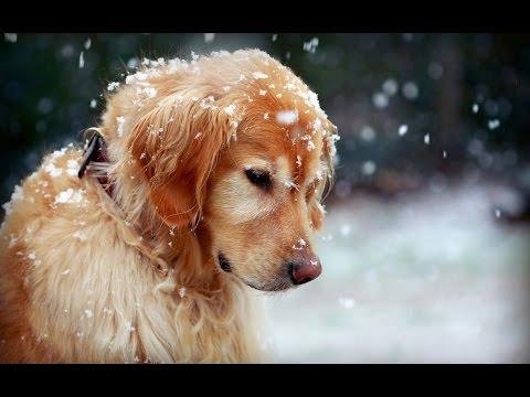 Видео: "Метель-завируха"(Белый снег)-Александр Тиханович/Ядвига Поплавская