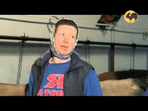 Видео: Мини-ферма с карликовыми коровами. ЖД-146