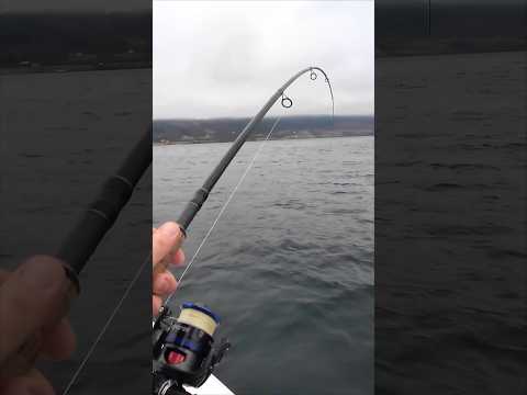 Видео: Кто клюнул на донку с лодки?!