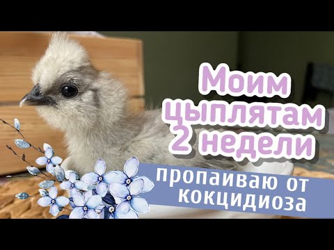 Видео: Моим цыплятам 2 недели🐣Пропаиваю от кокцидиоза☝️Китайские Шелковые Цыплята🌸