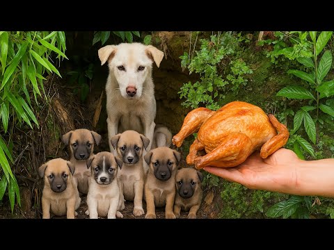 Видео: Я не ожидал! Собака-мама 🐕 привела меня домой… её секрет меня поразил! ❤️🥰👍