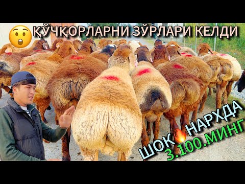 Видео: Қирғизистон қўчқорлари нархи арзонлади Азизулло нархни йорди шошилинг