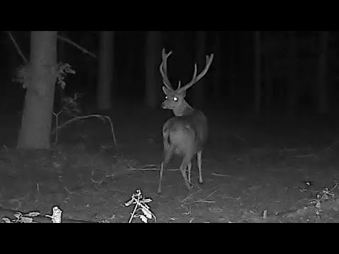 Видео: Фотоловушка Suntek 900M.(13 июля-15 августа) Гродненская обл. Беларусь.