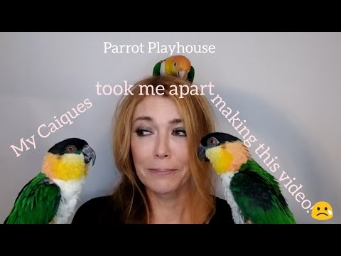 Видео: Попугай Кайке кусается, кричит и гормоны | Советы по выживанию в Кайке!