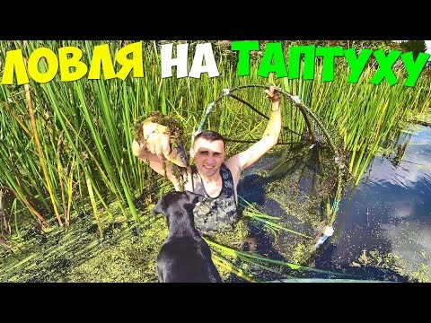 Видео: ЛОВУШКА НА РЫБУ ТАПТУХА КОНУС ЖАРЕНЫЙ КАРП С КАРТОШКОЙ