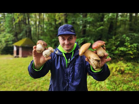 Видео: ЗАХОДИШ У ЛІС — І ОЧІ РОЗБІГАЮТЬСЯ! Стільки білих грибів я ще не бачив! 🌲🍄