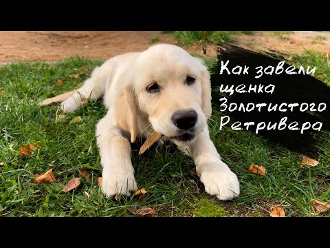 Видео: Как завели щенка Золотистого Ретривера  в 4 месяца | Golden Retriever 4 months old