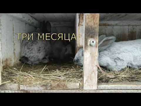 Видео: Кролики  Экспериментируем с породами .